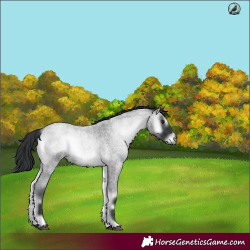 Horse Color:Blue Onyx Chinchilla Roan 