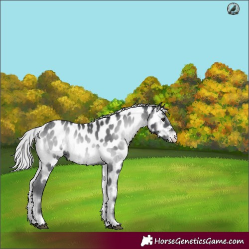 Horse Color:Silver Blue Onyx Chinchilla Near Leopard 