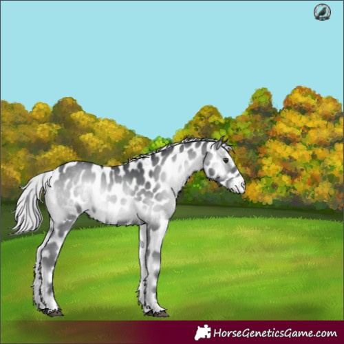 Horse Color:Silver Blue Onyx Chinchilla Leopard 