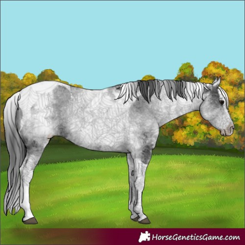 Horse Color:White Spotted Black Splash Tobiano