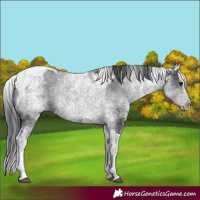 Horse Color:White Spotted Black Splash Tobiano 