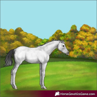 Horse Color:White Spotted Blue Roan Splash Frame 