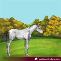 Horse Color:White Spotted Brown Splash Tobiano Frame