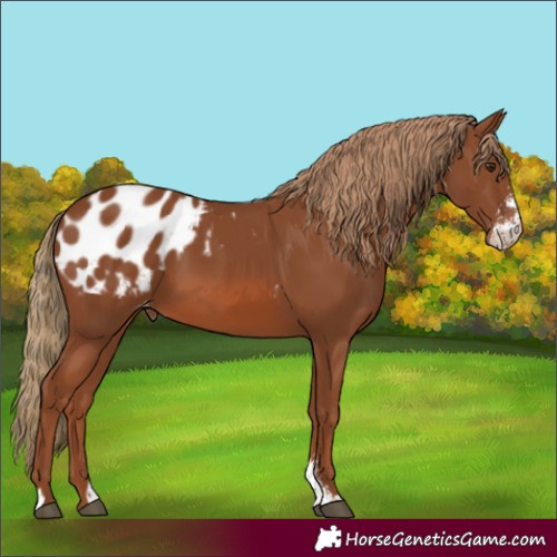 Horse Color:Chestnut Sabino Appaloosa 
