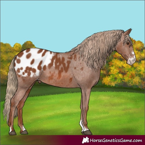 Horse Color:Chestnut Sabino Appaloosa 