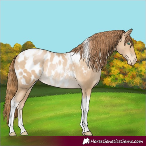 Horse Color:Smoky Black Pearl Tobiano Appaloosa Rabicano 