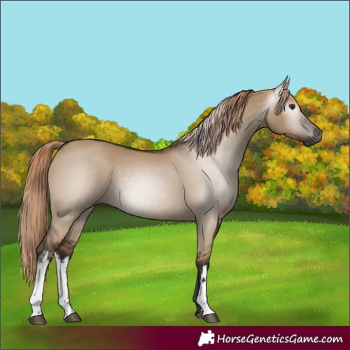 Horse Color:Gray White Spotted Liver Red Dun 