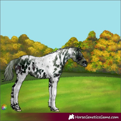 Horse Color:ERROR: UNKNOWN ANOMALY