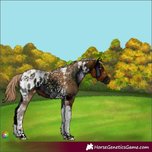 Horse Color:ERROR: UNKNOWN ANOMALY