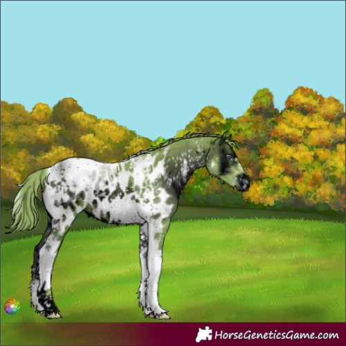 Horse Color:ERROR: UNKNOWN ANOMALY
