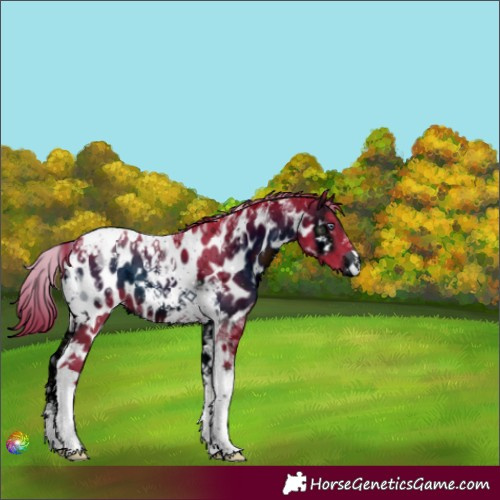 Horse Color:ERROR: UNKNOWN ANOMALY