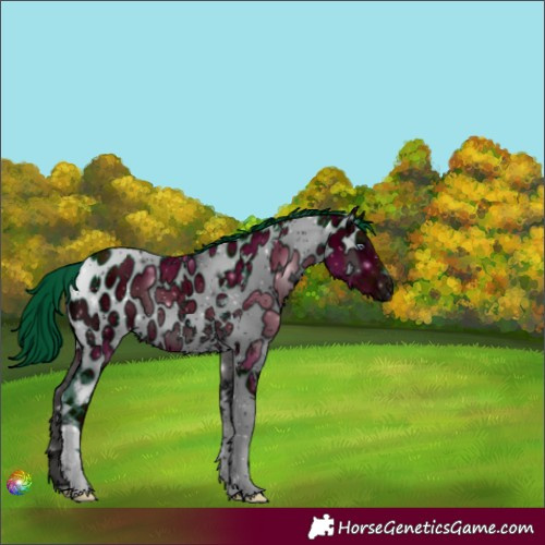 Horse Color:ERROR: UNKNOWN ANOMALY