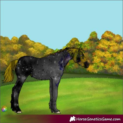 Horse Color:ERROR: UNKNOWN ANOMALY