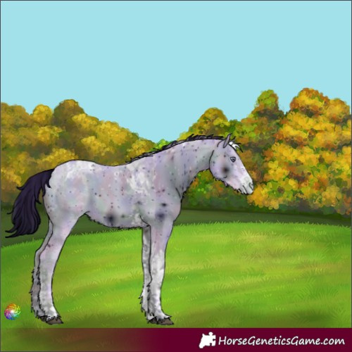 Horse Color:ERROR: UNKNOWN ANOMALY