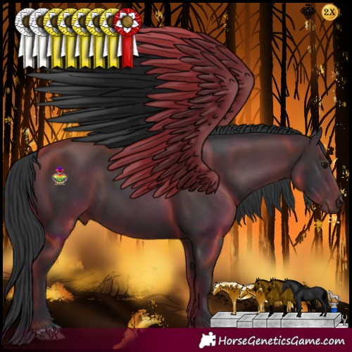Horse Color:Black and Black