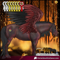 Horse Color:Black and Black