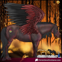 Horse Color:Black  and Black 