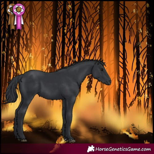 Horse Color:Black 