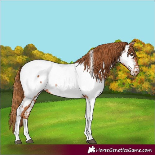 Horse Color:Chestnut Tobiano Near Fewspot