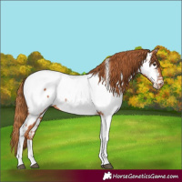 Horse Color:Chestnut Tobiano Near Fewspot