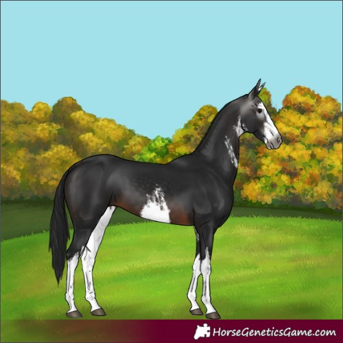 Horse Color:Unknown 