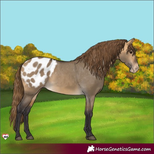 Horse Color:White Spotted Buckskin Dun Appaloosa 