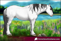 Horse Color:Midnight Black Tobiano Near Fewspot