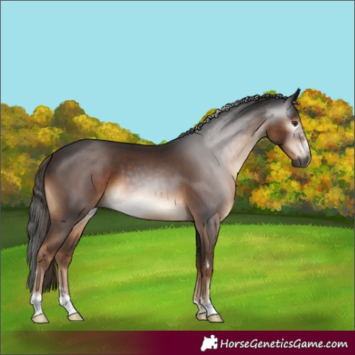 Horse Color:Gray Liver Chestnut