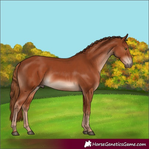 Horse Color:Chestnut 