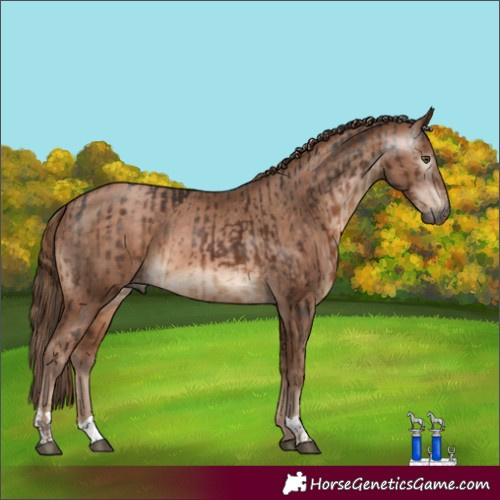 Horse Color:Gray Liver Chestnut  and Brown Pearl Appaloosa 