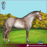 Horse Color:Gray Liver Chestnut  and Brown Pearl Appaloosa 