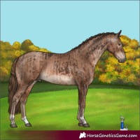 Horse Color:Gray Liver Chestnut and Brown Pearl Appaloosa