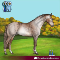 Horse Color:Gray Liver Chestnut and Brown Pearl Appaloosa