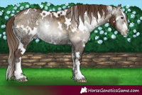 Horse Color:Gray White Spotted Blue Onyx Ice Pearl 