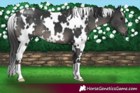 Horse Color:White Spotted Black