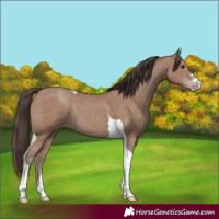 Horse Color:Classic Champagne Tobiano 