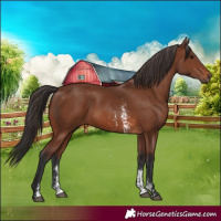 Horse Color:Brown Sabino Rabicano  and Brown Sabino Rabicano 
