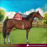Horse Color:Brown Sabino Rabicano  and Brown Sabino Rabicano 