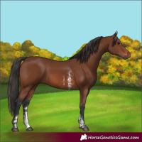 Horse Color:Brown Sabino Rabicano  and Brown Sabino Rabicano 
