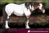 Horse Color:White Spotted Bay Appaloosa
