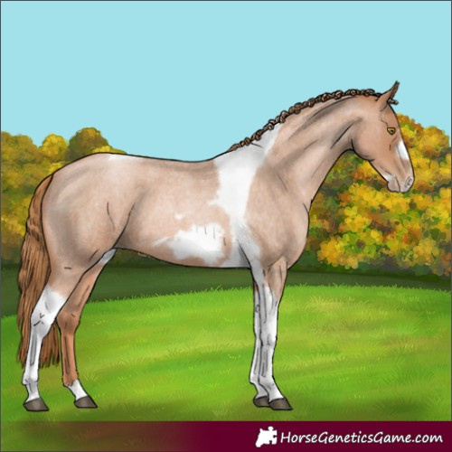 Horse Color:Red Roan Pearl Tobiano Frame