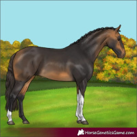 Horse Color:Buckskin Tobiano 