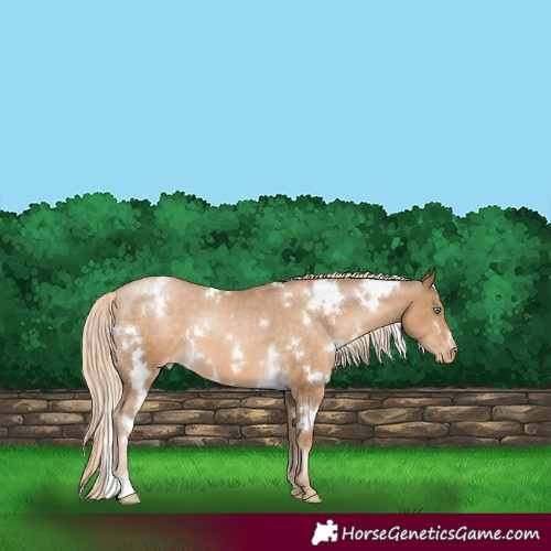 Horse Color:White Spotted Chocolate Palomino Pearl Appaloosa 