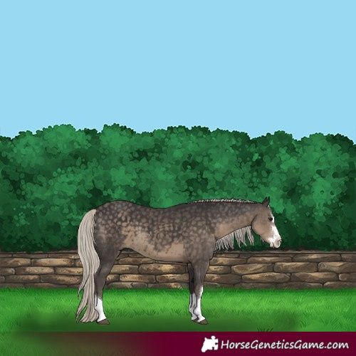 Horse Color:Silver Smoky Black 