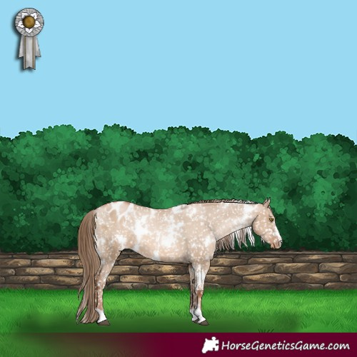 Horse Color:White Spotted Liver Red Dun Pearl Appaloosa 
