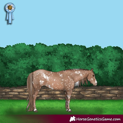 Horse Color:White Spotted Black Pearl Appaloosa 