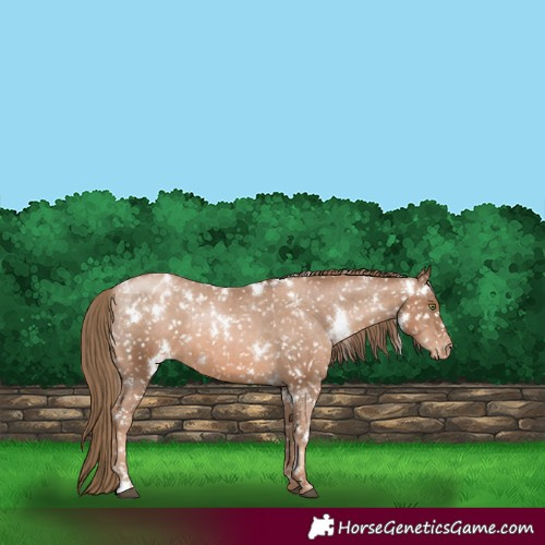 Horse Color:White Spotted Liver Chestnut Pearl Appaloosa 