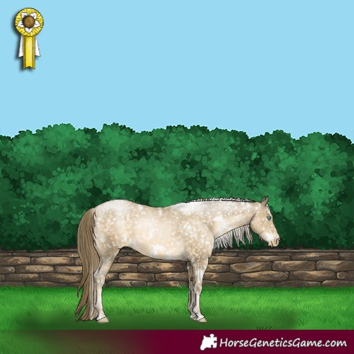 Horse Color:White Spotted Buckskin Pearl Appaloosa 