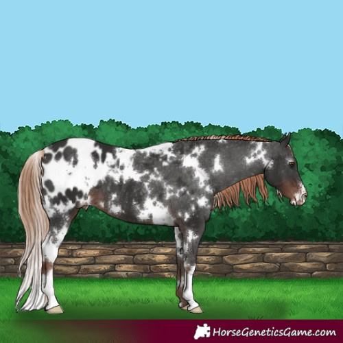 Horse Color:White Spotted Liver Chestnut Appaloosa 