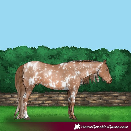 Horse Color:White Spotted Liver Chestnut Pearl Appaloosa 